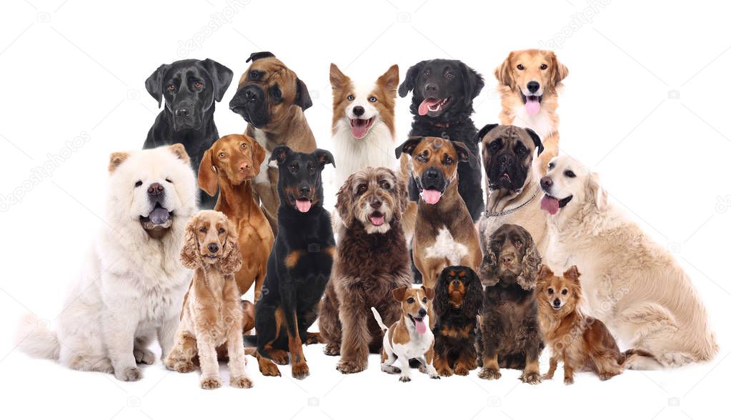 Ayuda a los animales de la calle
