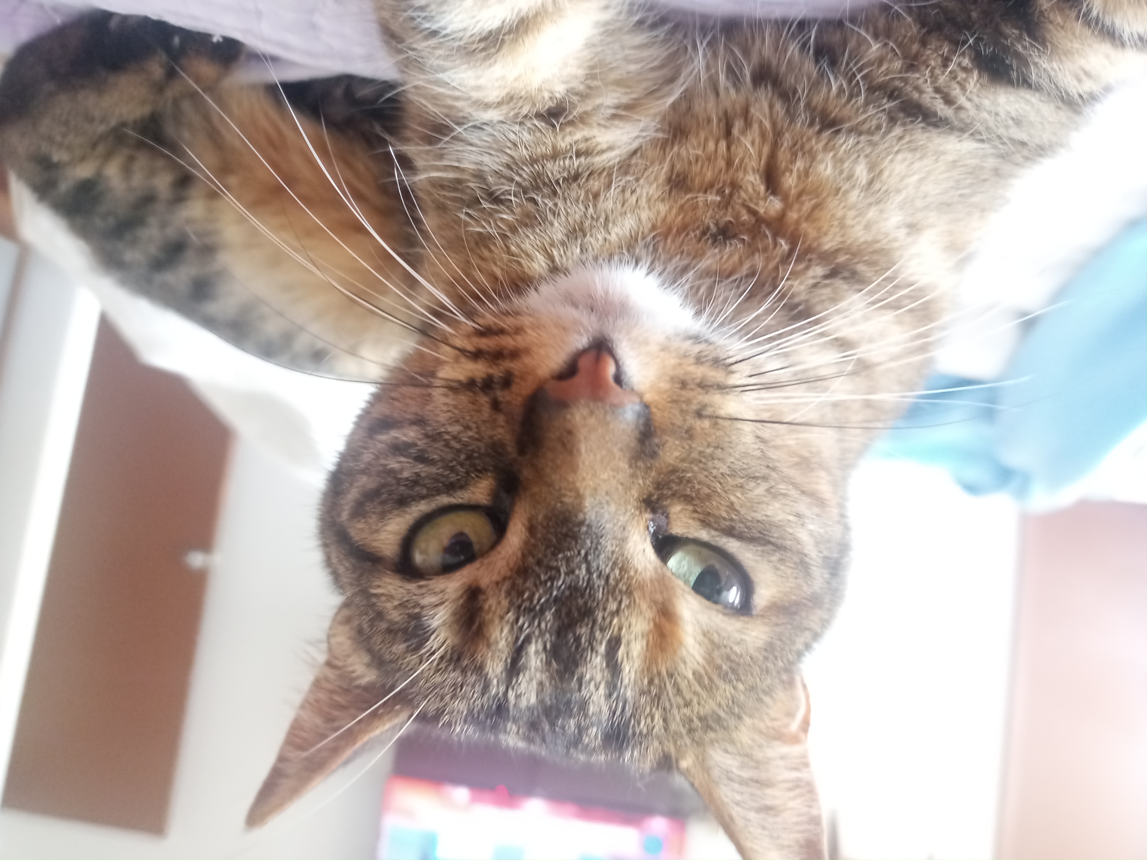 Gatitos en crisis